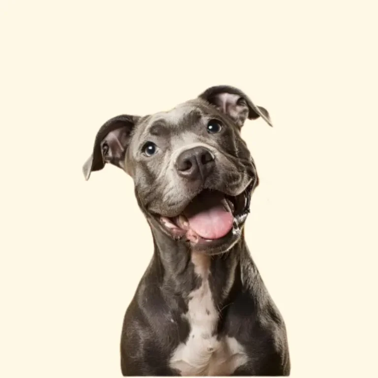 bully max dog food